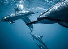 乐鱼体育网址-【体坛篮球秀】2020-21赛季NBA大前瞻之东南区